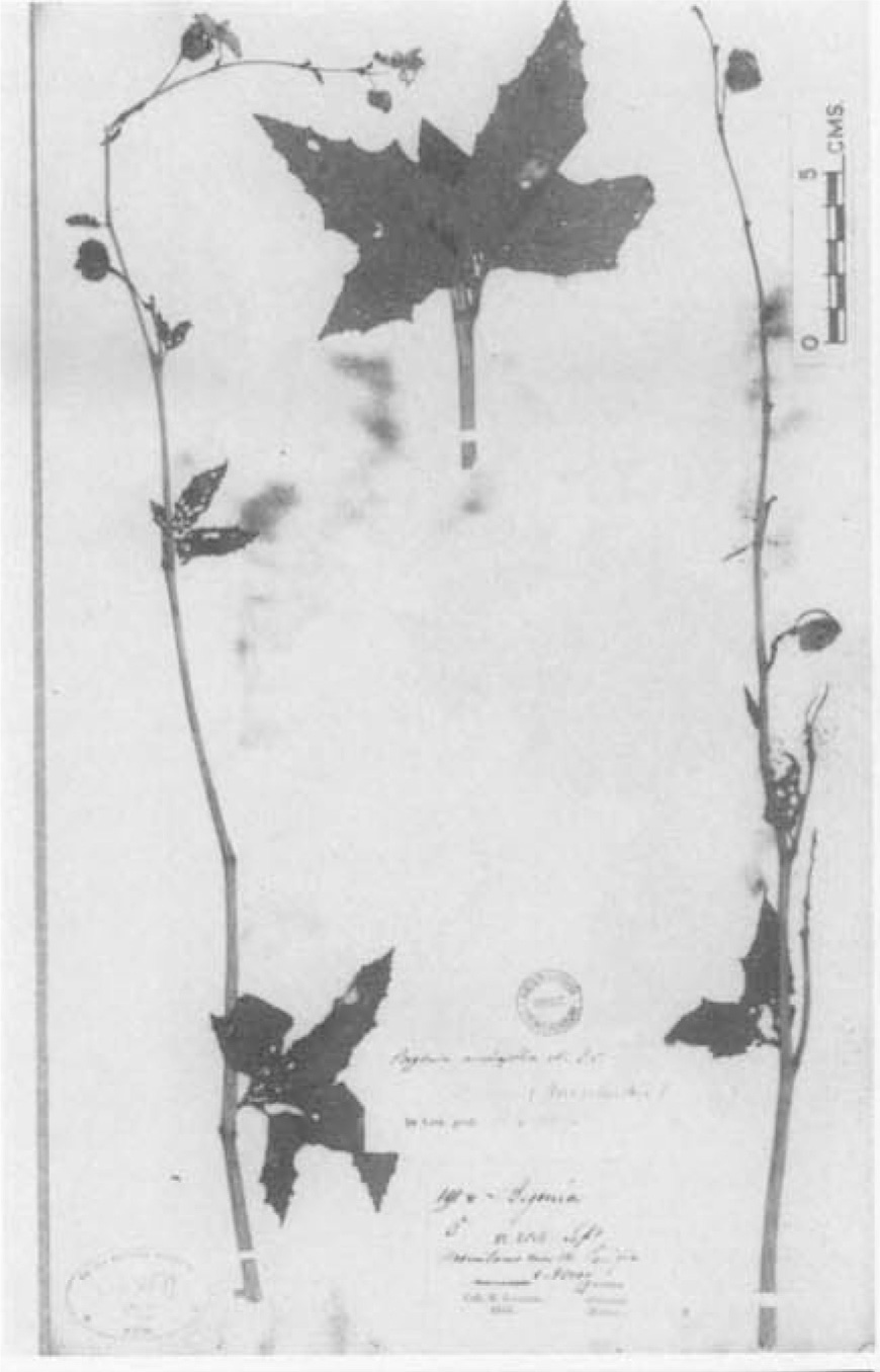 B. anodifolia